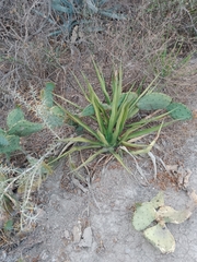 Agave difformis