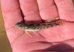 Etheostoma rupestre