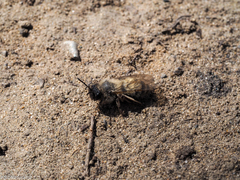 Andrena nycthemera