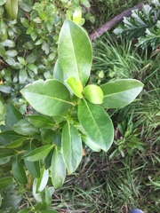 Coprosma robusta