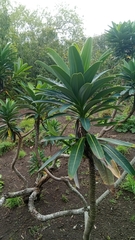 Euphorbia stygiana