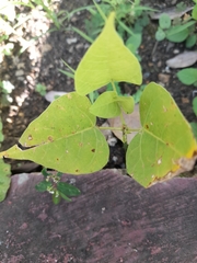 Magnoliopsida