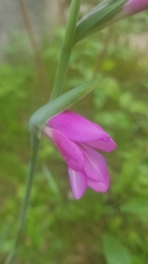 Gladiolus communis