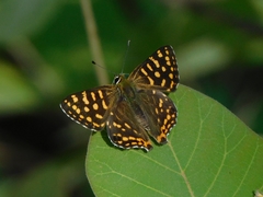 Dodona durga