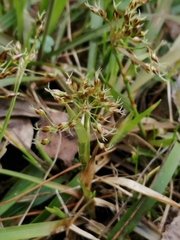 Luzula pilosa