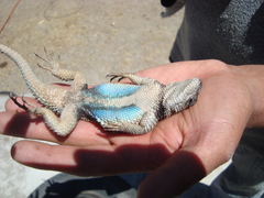 Sceloporus mucronatus