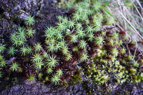 Polytrichum commune image