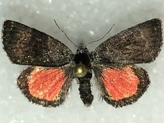 Annaphila spila