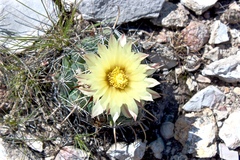 Coryphantha cornifera