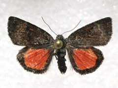Annaphila spila