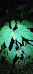 Begonia lukuana