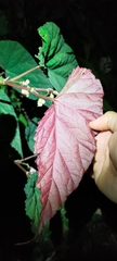 Begonia lukuana