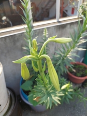 Lilium longiflorum scabrum