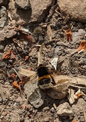 Bombus