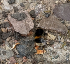 Bombus
