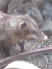 Didelphis virginiana