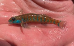 Etheostoma stigmaeum