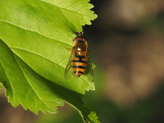 Epistrophe melanostoma