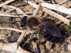 Colletes cunicularius
