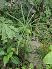 Arisaema consanguineum