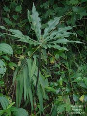 Arisaema consanguineum