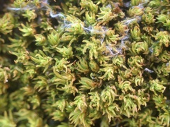 Bryoerythrophyllum recurvirostrum