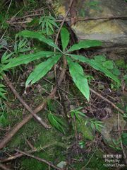 Arisaema consanguineum