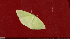 Tanaoctenia haliaria