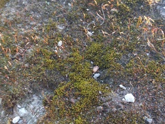Bryoerythrophyllum recurvirostrum
