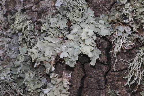 Parmotrema hypoleucinum image