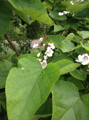 Catalpa