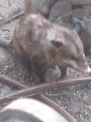 Didelphis virginiana