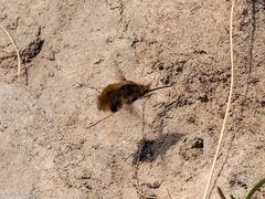 Bombylius major