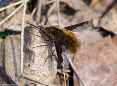 Bombylius major