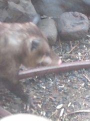 Didelphis virginiana