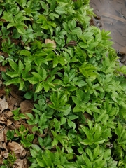 Aegopodium podagraria