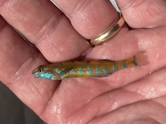 Etheostoma stigmaeum
