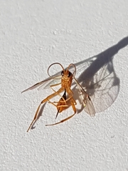 Meteorus pulchricornis