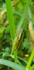 Oxya hyla