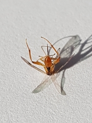 Meteorus pulchricornis