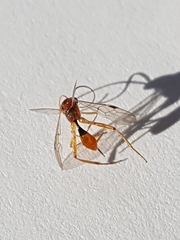 Meteorus pulchricornis