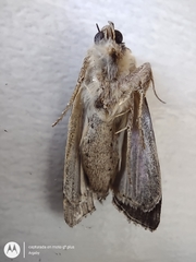Noctuidae
