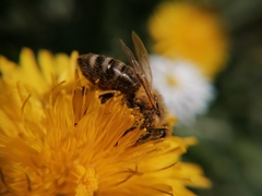 Apis mellifera
