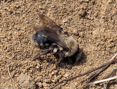 Andrena vaga