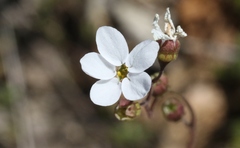 Lithophragma cymbalaria
