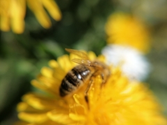 Apis mellifera