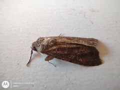 Noctuidae