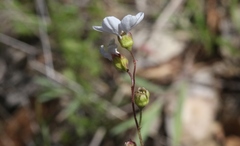 Lithophragma cymbalaria