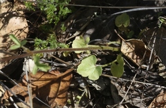 Lithophragma cymbalaria