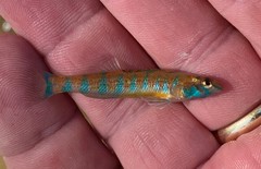 Etheostoma stigmaeum